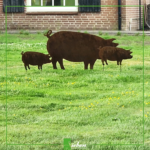 Varkens uit cortenstaal, dieren uit staal, stalen dieren, tuin aankleding van staal by Siebendesign.nl Plantenbakken van staal, houtopslag, stalen poort, tuinkunst, verlichting van staal. cortenstaal boerderijdieren, varkenhouderij, varken, pigs steel pig, scharrelvarkens